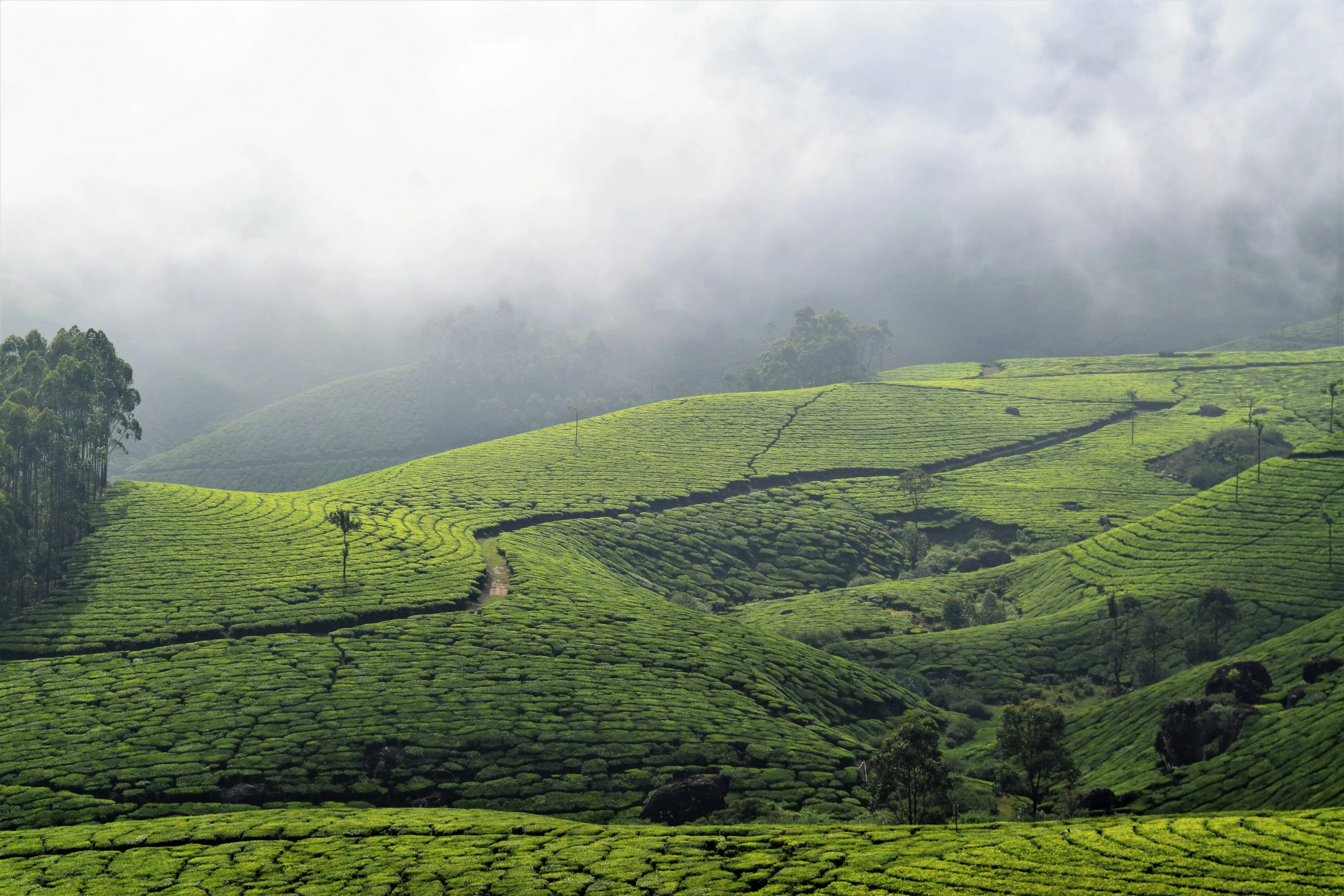 Munnar Tea Plantations